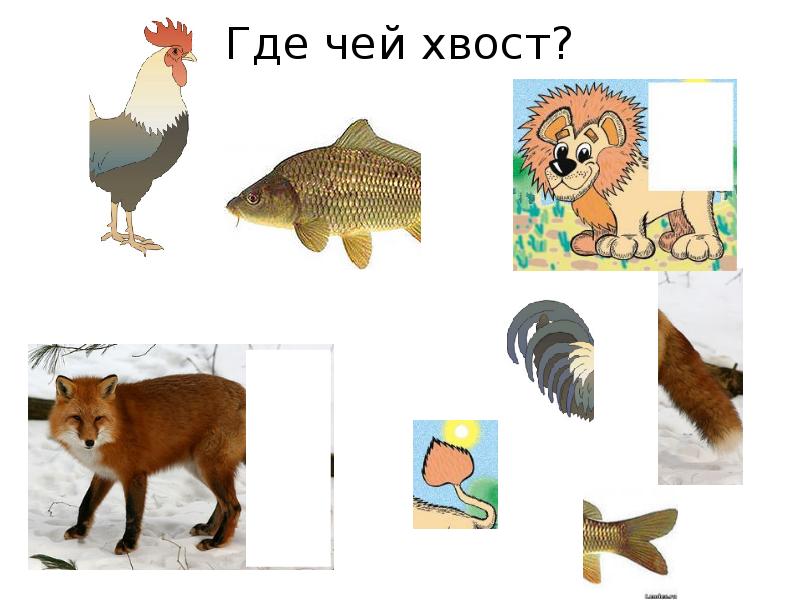 Чей хвост презентация