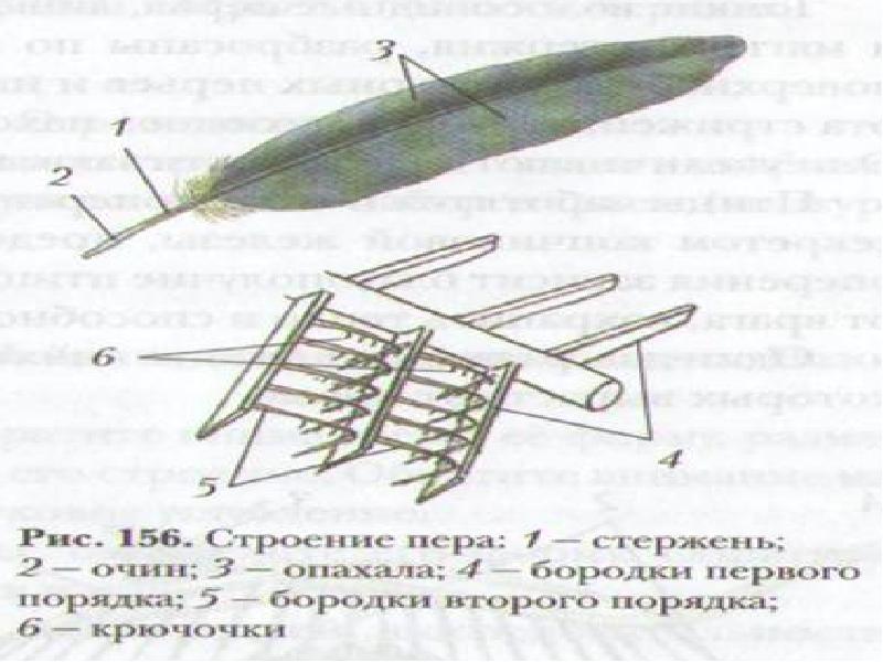 Перо птицы рисунок биология 7 класс