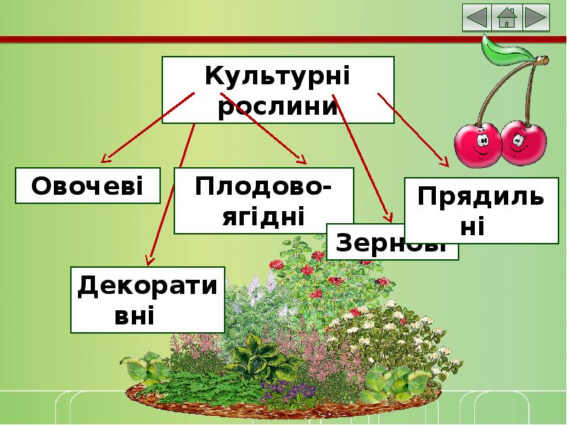 Реферат: Плодово-ягідні рослини їх походження та використання