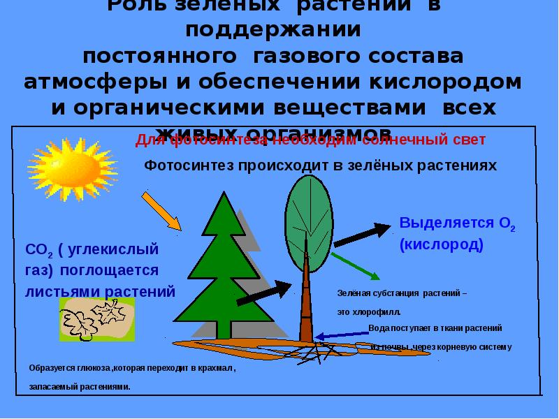 Космическая роль зеленых растений презентация