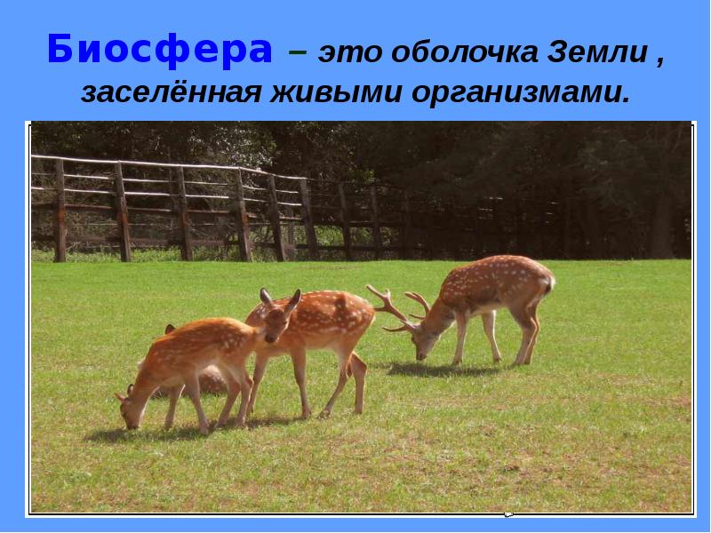 Уникальность земли заключается прежде всего. Раньше всего была заселена живыми организмами. продолжите предложения: оболочка, заселённая живыми организмами, — …. полное заселение живыми организмами это.