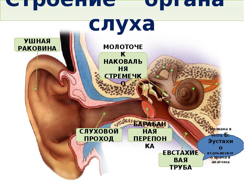 Орган зрения и слуха анатомия. Слуховой анализатор гигиена слухового анализатора. Ухо орган слуха 4 класс. Строение органа слуха 8 класс биология. Гигиена зрительного и слухового анализаторов.