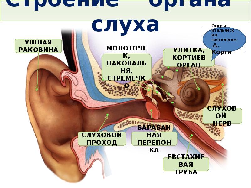 Орган слуха презентация