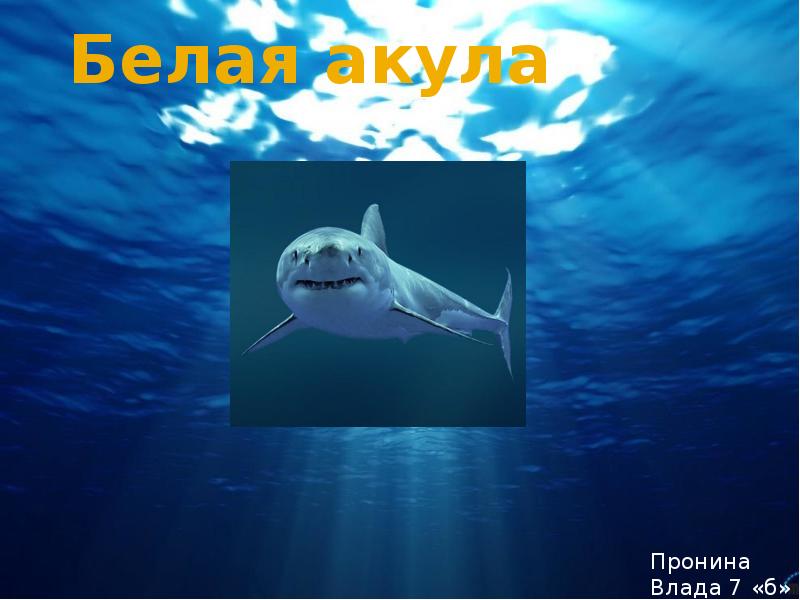 Белая акула Пронина Влада 7 «б»
