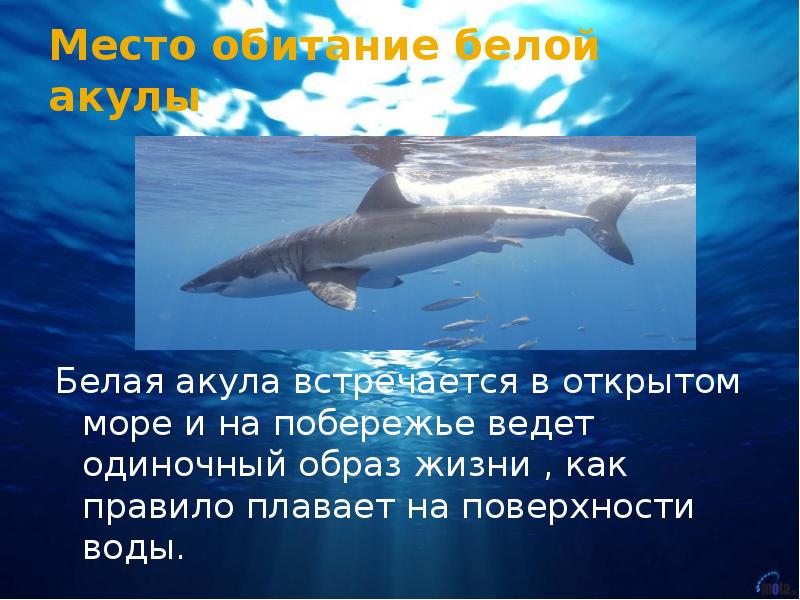 Место обитание белой акулы Белая акула встречается в открытом море и