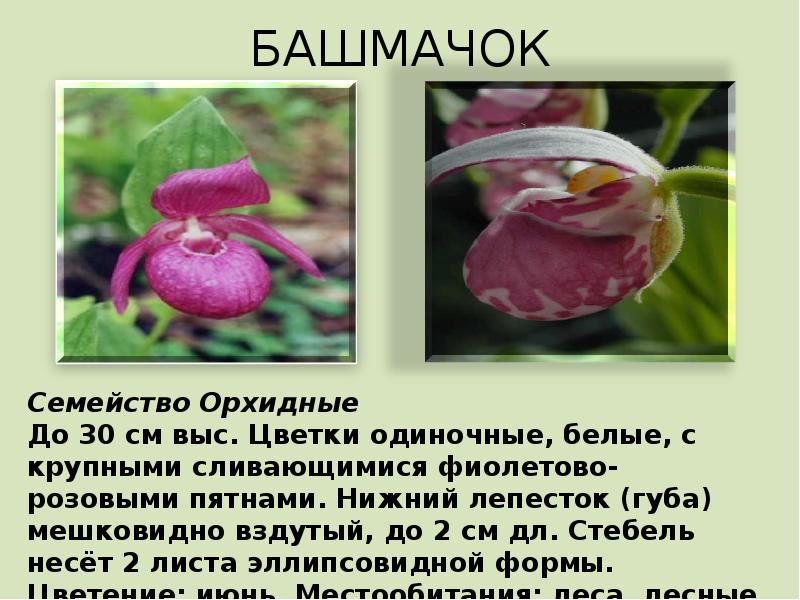 Красная книга забайкальского края растения фото и описание