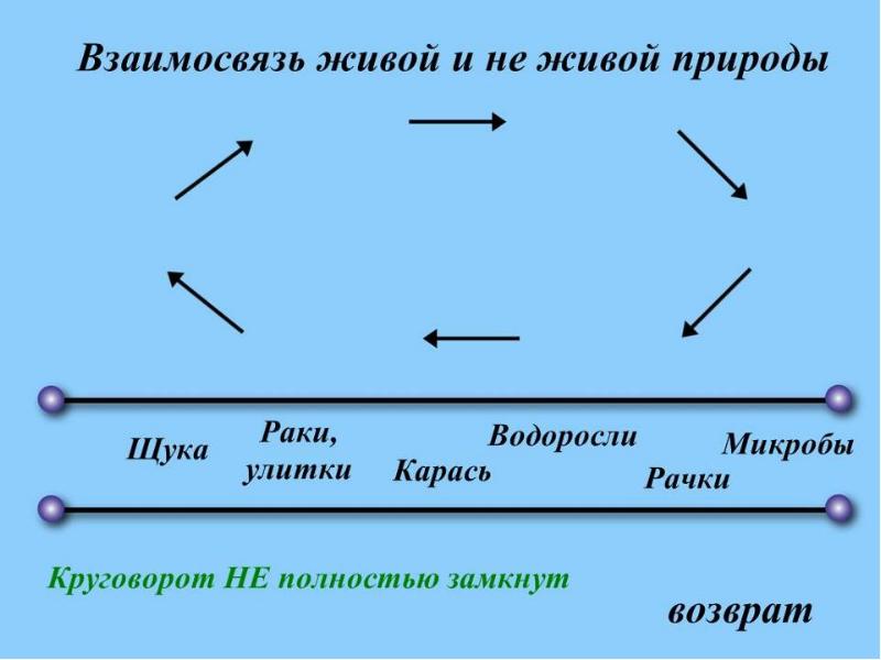 Презентация на тему экосистема озера