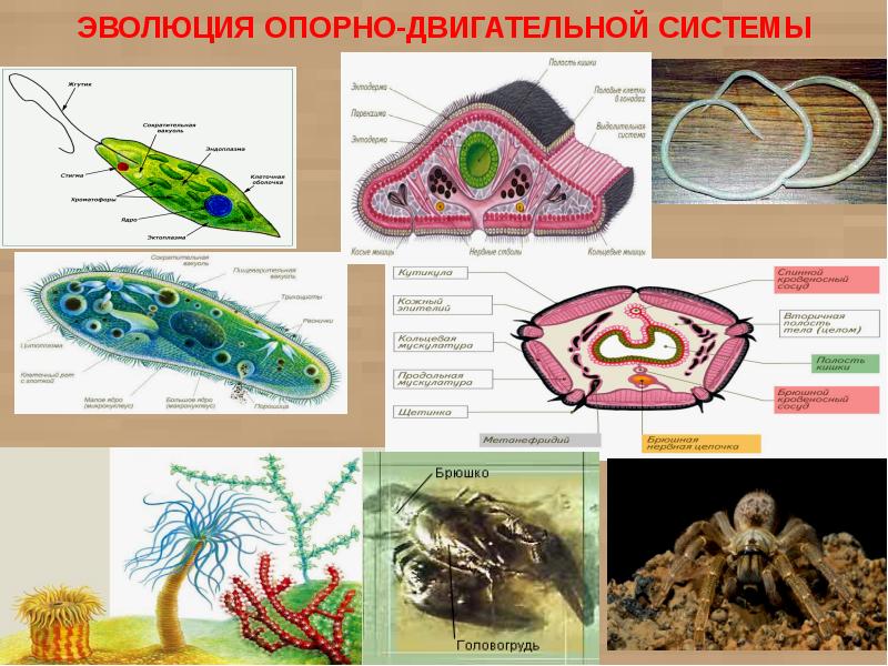 Эволюция опорно двигательной системы животных презентация