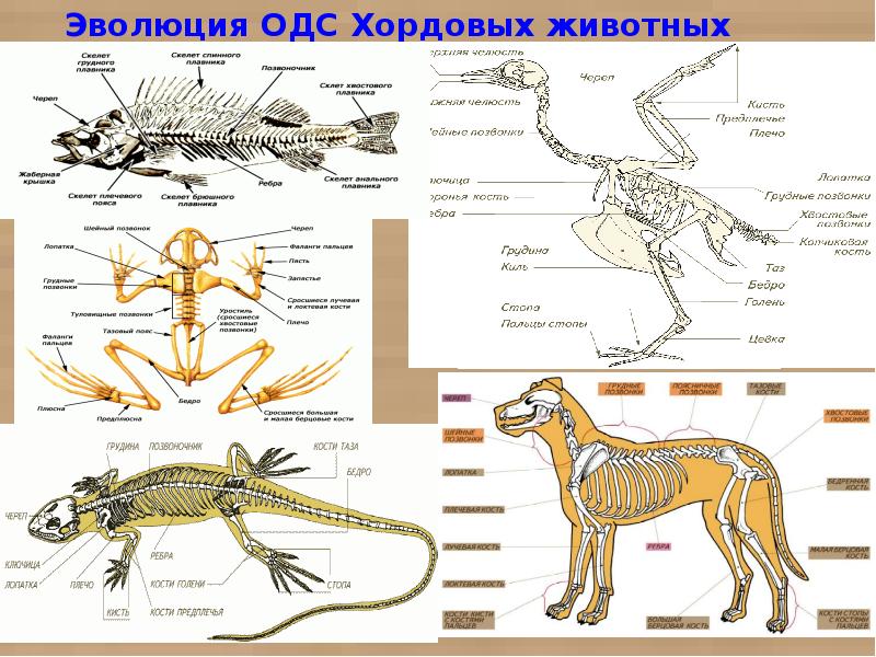 Скелет позвоночного животного рисунок. Эволюция систем органов хордовых животных. Опорно двигательная система беспозвоночных 7 класс. Эволюция опорно-двигательной системы животных таблица. Органы опорно двигательной системы животных.