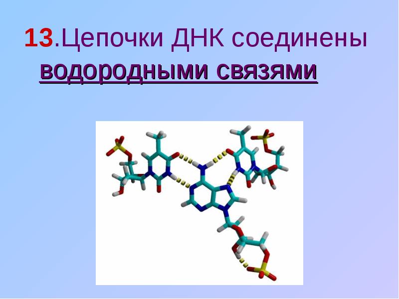 Биополимеры биология презентация