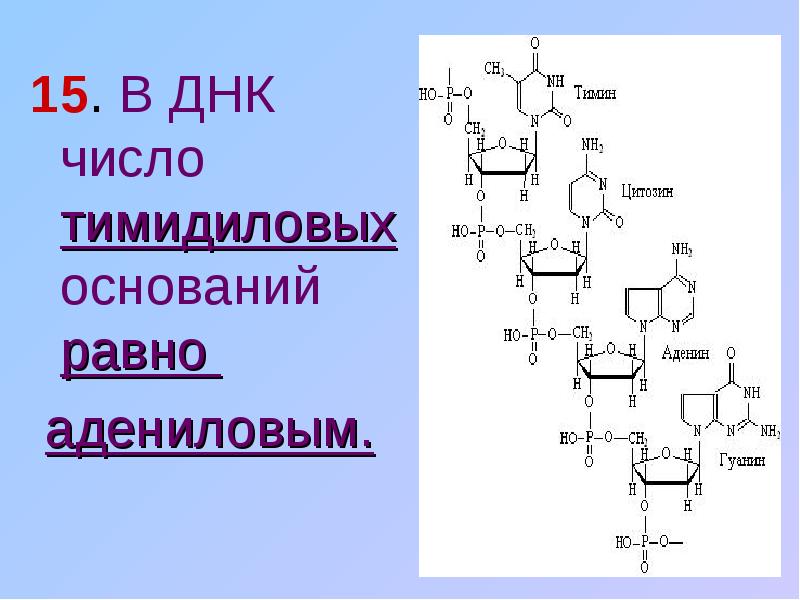 Адениловый нуклеотид днк. Тимидиловые основания. ДНК В цифрах. Тимидиловая и адениловой кислоты. Адениловая кислота ДНК.