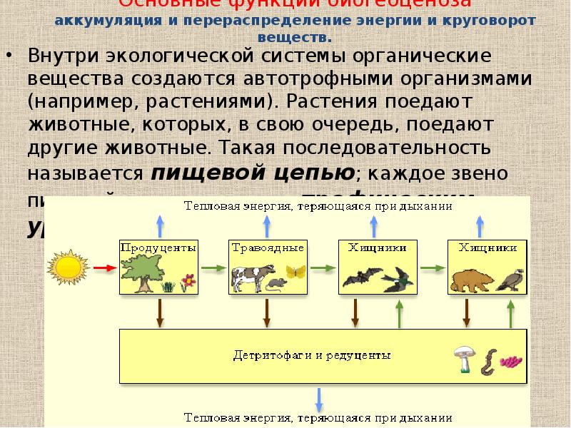 Пищевые связи круговорот веществ и энергии в экосистемах 11 класс презентация