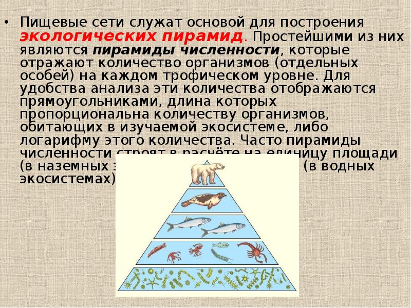 Экологическая пирамида биоценоза. Пирамида биомасс пирамида чисел пирамида энергии. Экологические пирамиды пирамида биомасс. Экологическая пирамиы.