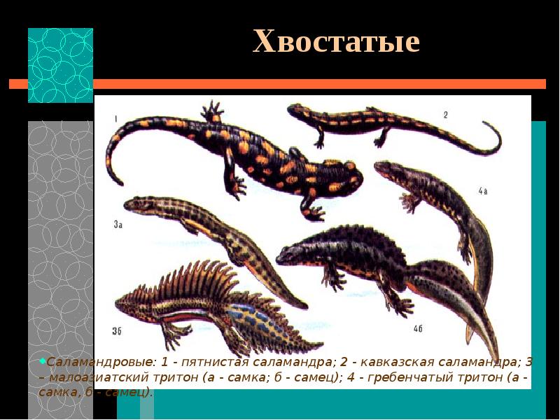 Земноводные презентация 2 класс