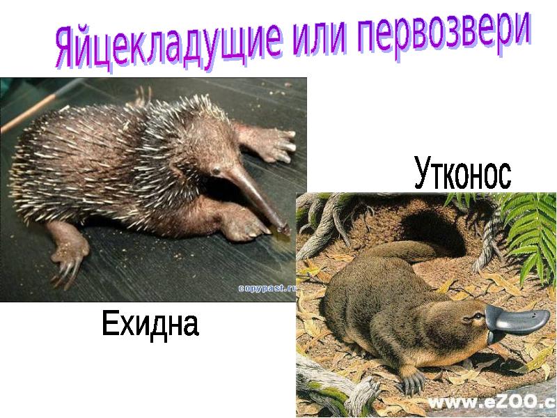 Картинки утконос и ехидна