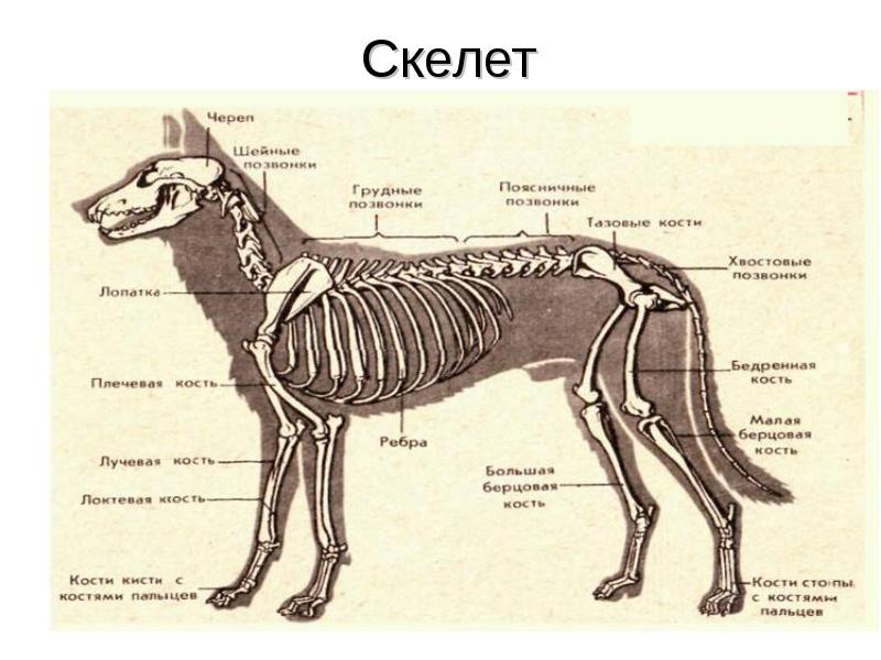 Презентация скелет млекопитающих