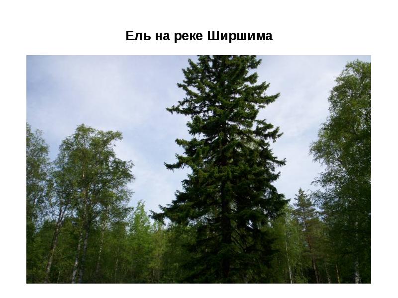 Мы вошли в лес. Презентация еловый лес. Доклад для 2 класса по окружающему миру в ельнике. Ельник лес Пермский край рельеф. Фон для презентации в ельнике 2 класс.