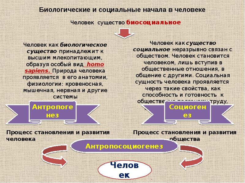 Социальная сущность человека презентация 10 класс боголюбов