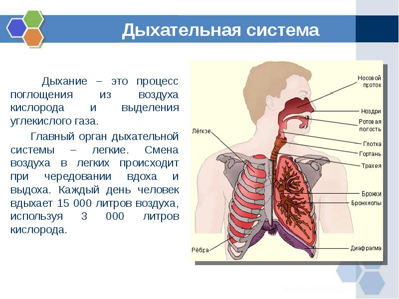 Презентация на тему анатомия дыхательной системы