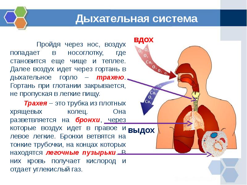 Дыхательная система презентация