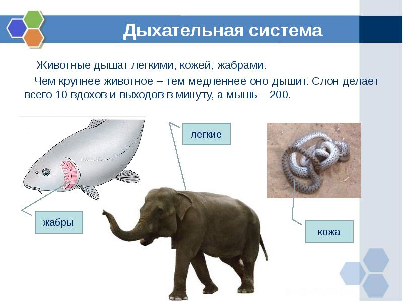 Презентация на тему органы дыхания животных