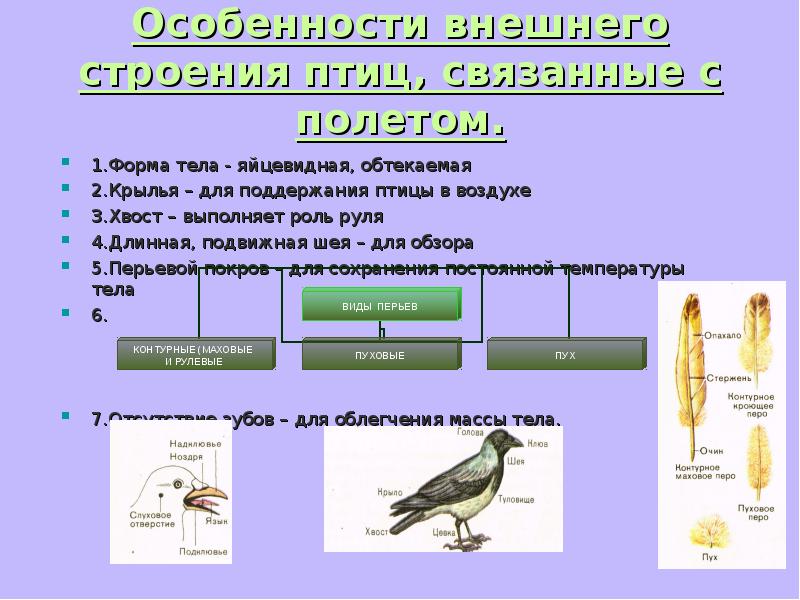 Презентация внешнее строение птицы биология 7 класс