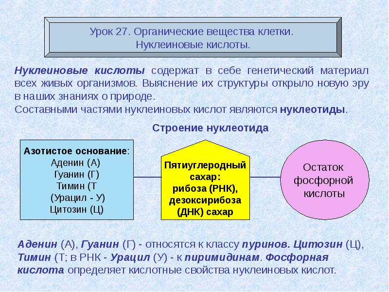 Презентация химический состав клетки 10 класс биология