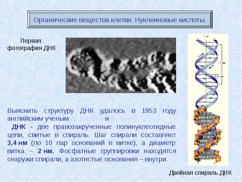 Нуклеиновые кислоты презентация 10 кл химия