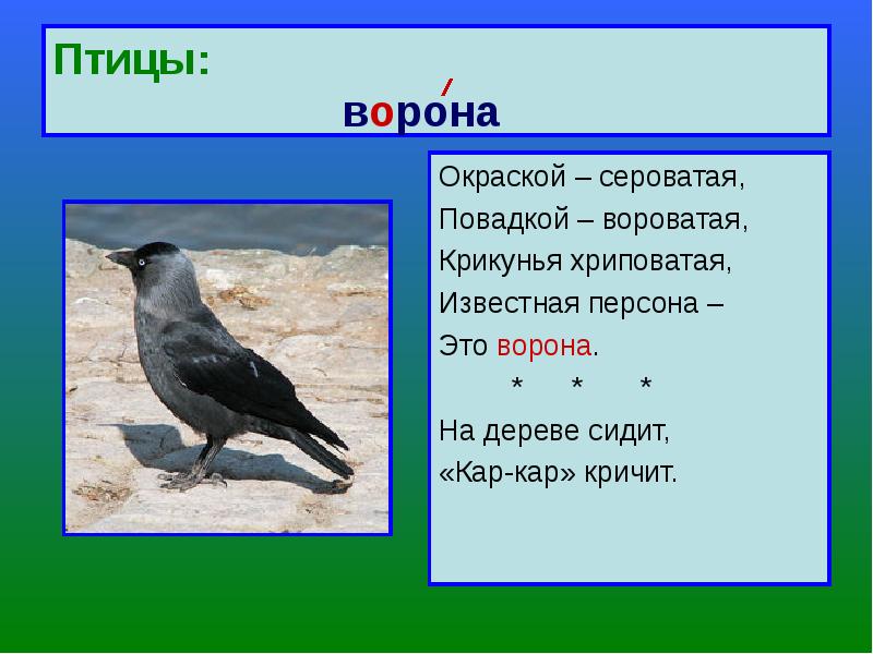 Ворона кратко. Повадки птиц. Ворона 2 класс. Ворона повадки. Про ворону 2 класс.