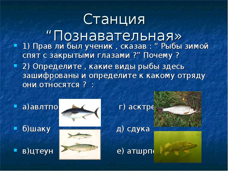 К какому отряду относится морской. К какому отряду относятся рыбы. Отряд говорящих рыб. Как зимуют рыбы презентация для дошкольников.