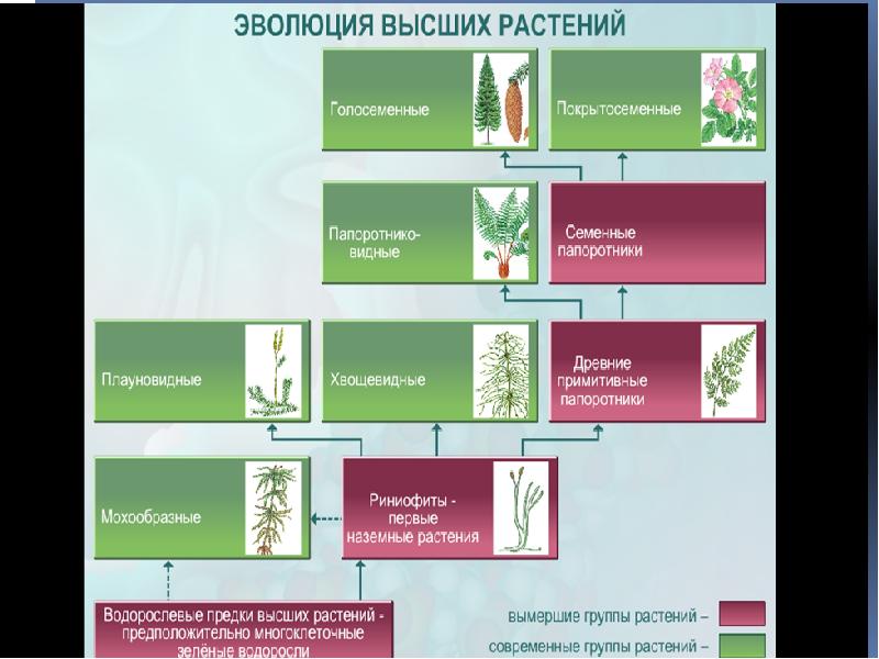 Последовательность появления покрытосеменных. Эволюция. Растения. Этапы эволюции высших растений. Эволюция цветковых растений. Последовательность появления растений.