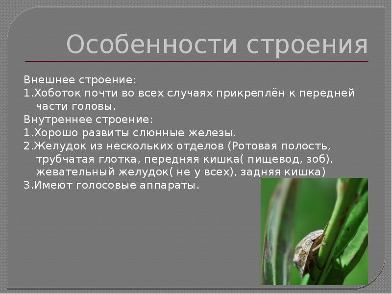 Презентация особенности строения и поведения представителей отряда хоботные их роли в жизни человека