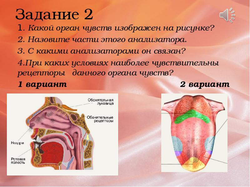 Органы чувств анализаторы презентация