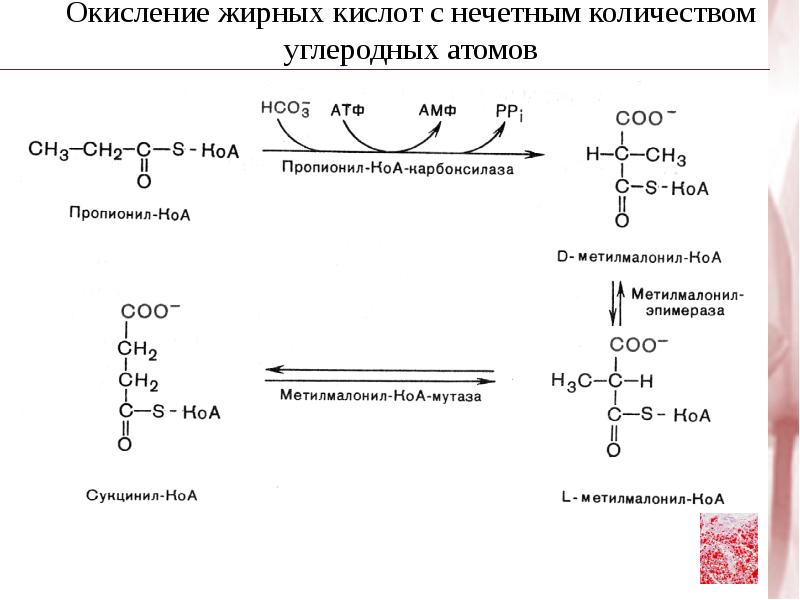 Окисление кислот. Бета-окисление жирных кислот с Нечётным числом атомов углерода. Бета окисление жирных кислот с нечетным количеством атомов углерода. Процесс окисления жирных кислот с нечетным числом атомов углерода. Бета окисление жирных кислот с нечетным числом углеродных.