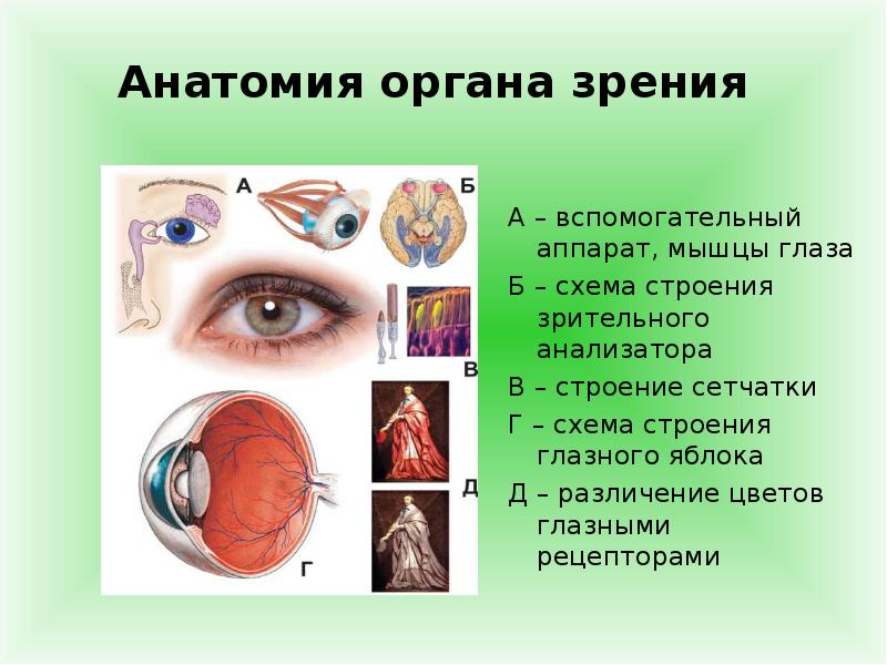 Презентация про зрение