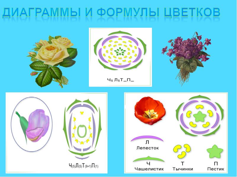 Диаграмма цветка презентация