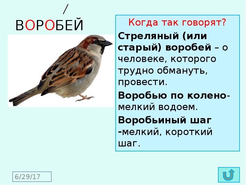 Найди или придумай загадку о воробье запиши и нарисуй