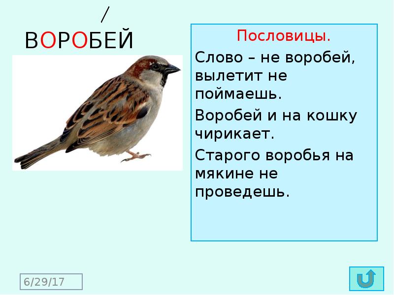 Воробей окончание. Пословицы про воробья. Воробей словарное слово. Поговорки про воробья. Слово не Воробей а Воробей не слово.