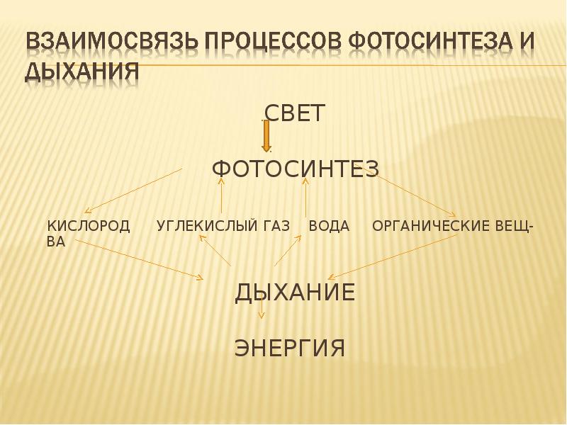 Дыхание растений 6 класс презентация