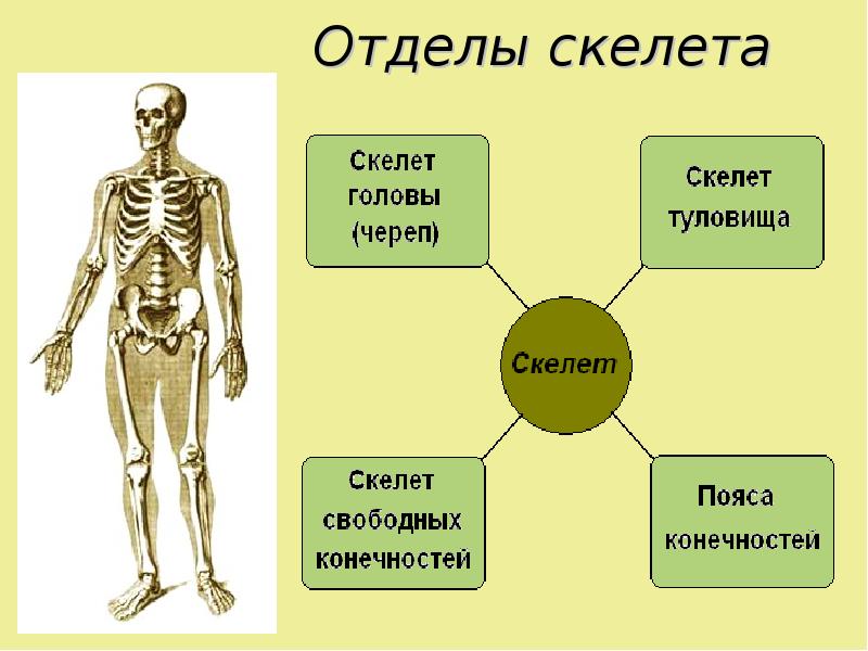 Опорно двигательная система рисунок