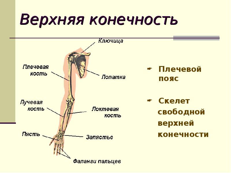 Свободного отдел. Отделы скелета верхней конечности. Состав скелета пояса верхних конечностей. В состав скелета пояса верхних конечностей человека входит кость:. Отделы скелета свободной верхней конечности.