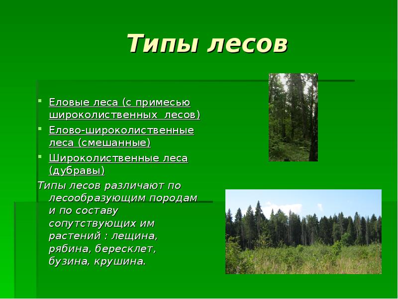 Типы лесов Еловые леса (с примесью широколиственных лесов) Елово-широколиственные леса (смешанные)