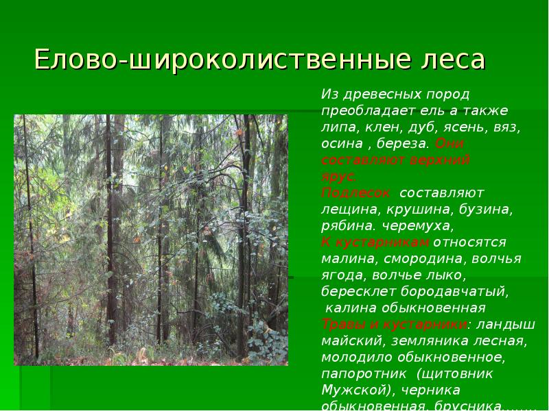 Елово-широколиственные леса