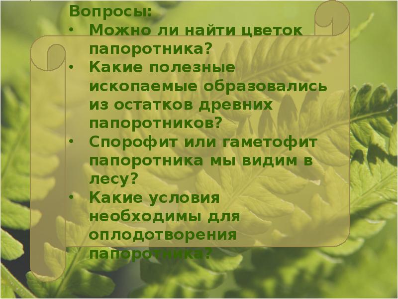 Презентация папоротники 11 класс