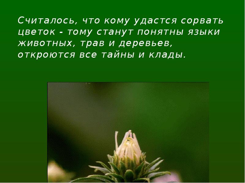 Сорванный цветок стих. Сорванное растение. Сорванный цветок. Если я сорву цветок если ты сорвешь цветок стих.