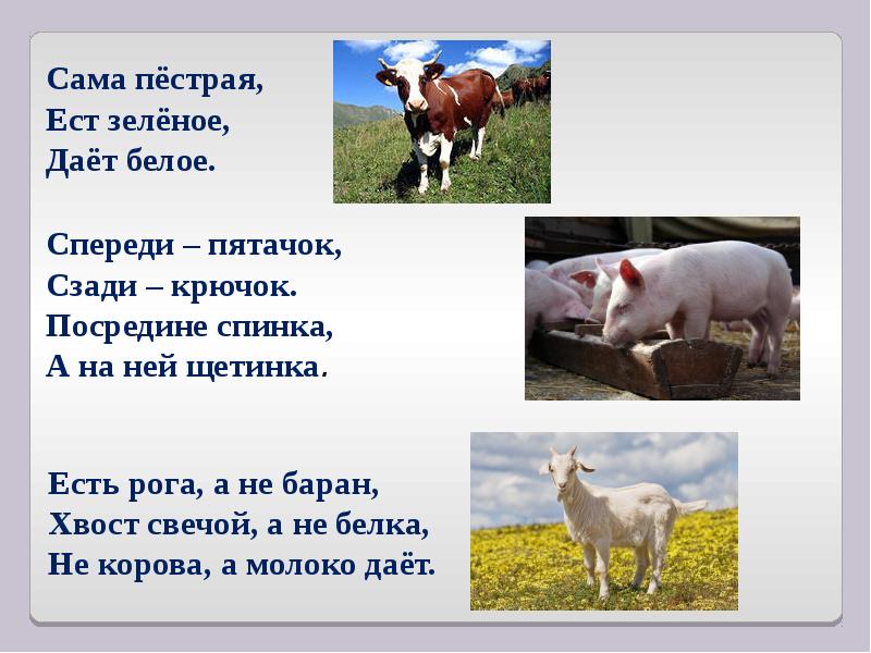 Презентация домашнего животного 2 класс. Презентация на тему домашние животные. Презентация про домашних животных. Домашние животный презентация. Презентация домашнее животное.