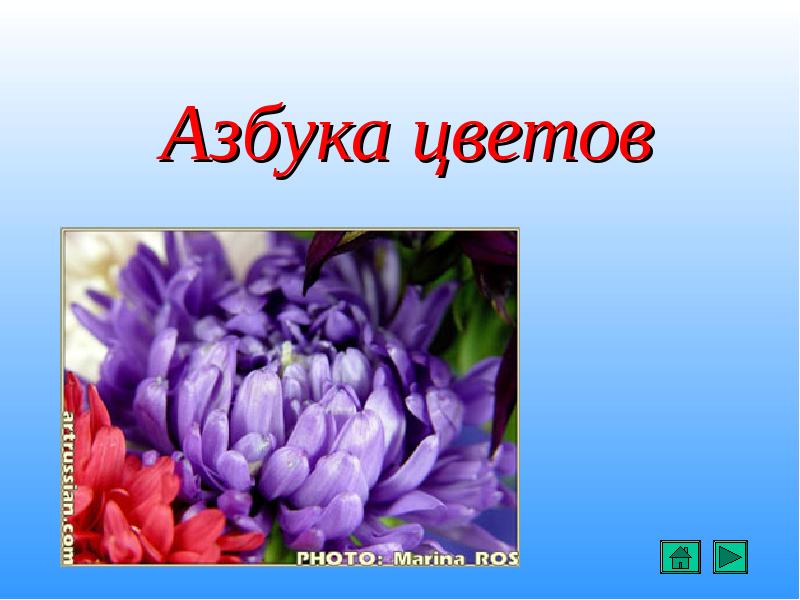 Сделай 1 цветом. Проект Азбука цветов. Азбука цветов 1 класс. Обложку на проект Азбука цветов. Живая Азбука цветов.