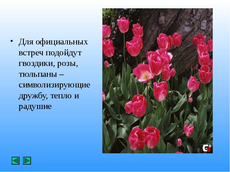 Факты о тюльпанах. Доклад про тюльпан. Проект про тюльпан. Рассказ о тюльпане. Стихи про тюльпаны.