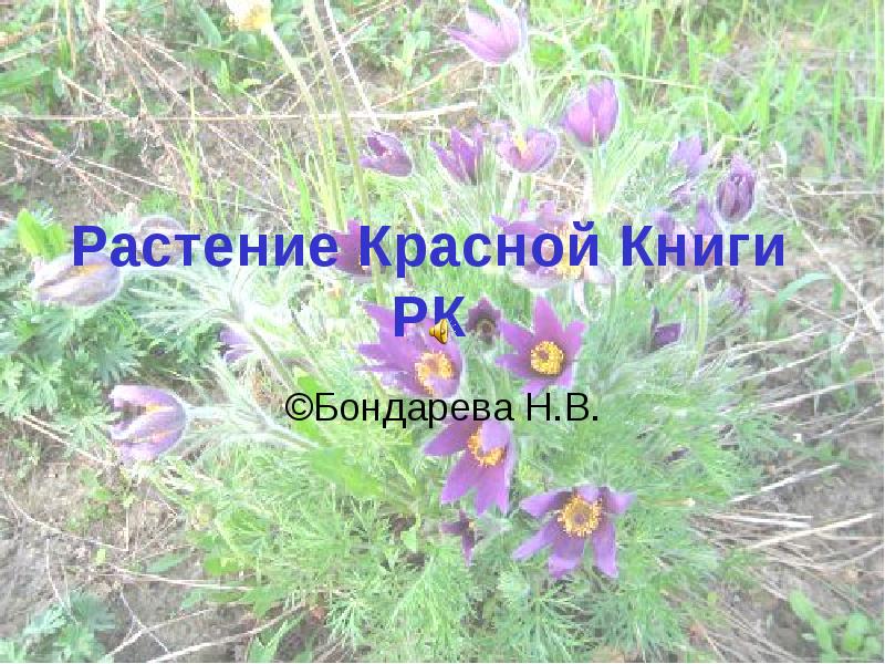 Растение Красной Книги РК ©Бондарева Н.В.