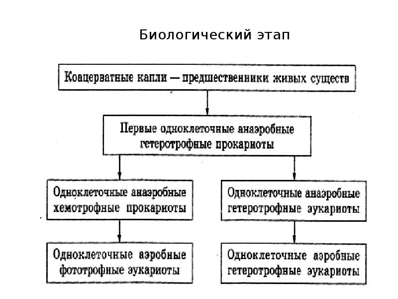 Биологический этап. Биологический этап биология. Этапы биологического этапа. Биологическая фаза.